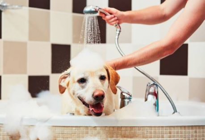 Onde Faz Banho e Tosa Perto de Mim Santa Juliana - Banho e Tosa para Cães