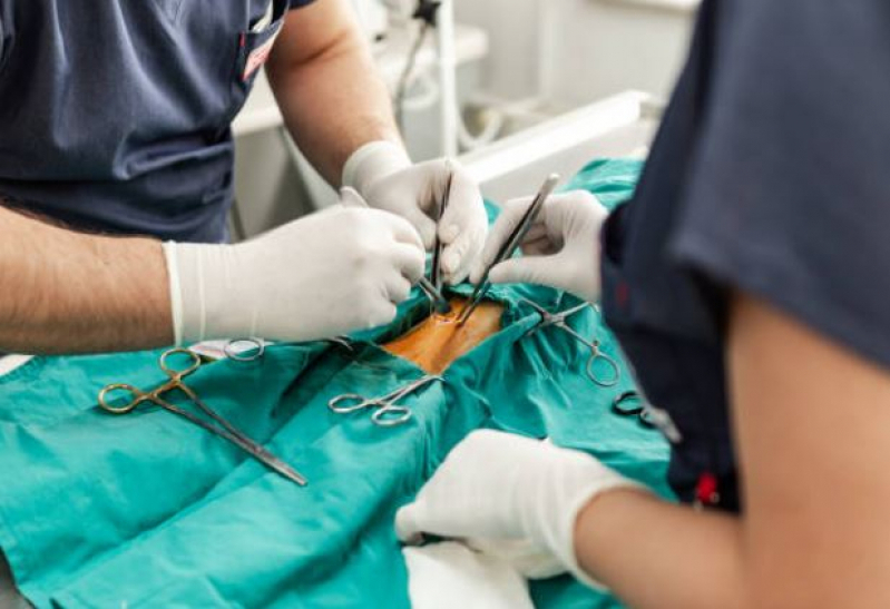 Onde Faz Cirurgia Oftalmológica Veterinária São Domingos - Cirurgia Ortopédica Veterinária