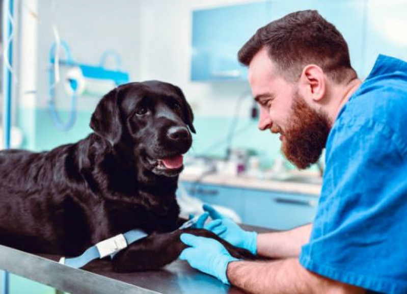Onde Faz Cirurgia Oncológica Veterinária Loteamento Max Newmann - Cirurgia Ortopédica para Cachorros