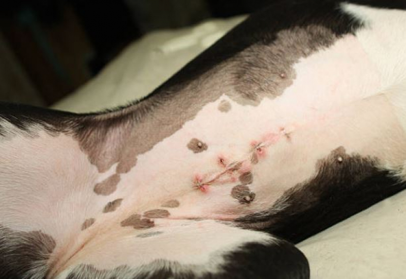 Onde Faz Cirurgia para Cães Dom Beja - Cirurgia de Castração de Cachorro