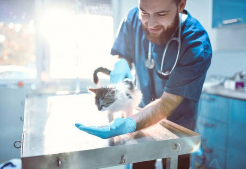 Onde Faz Cirurgia para Gatos Setor Sul - Cirurgia para Cães