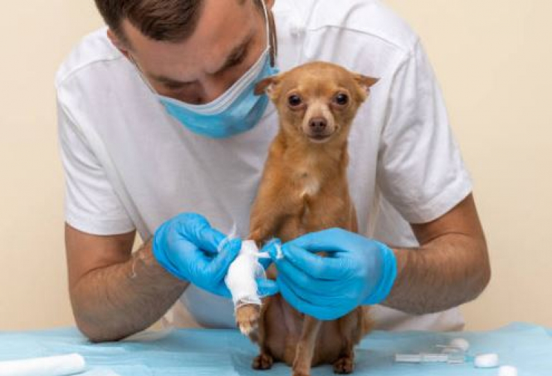 Onde Faz Consulta Veterinária Cachorro Engenheiro Clóvis Freitas Leal - Consulta Veterinária para Cachorro