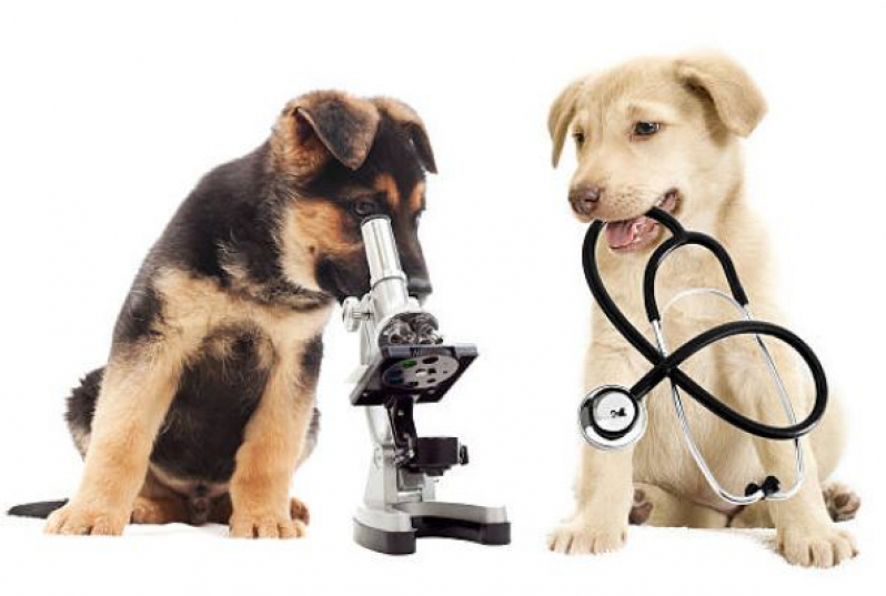 Onde Faz Consulta Veterinária para Animais de Estimação Veredas da Cidade - Consulta Veterinária para Cachorros