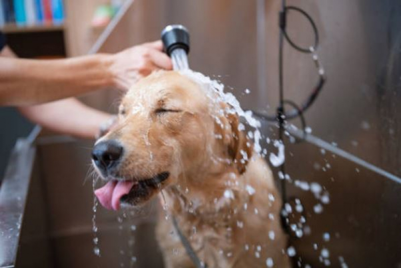 Onde Fazer Banho e Tosa para Cachorro Loteamento Vila Verde - Banho e Tosa Pet