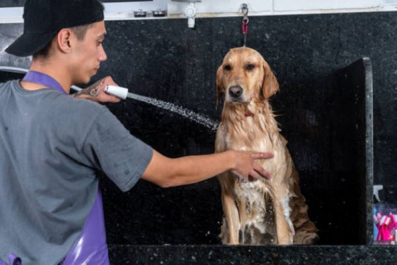 Onde Fazer Banho e Tosa para Cachorros Vila Silvéria - Banho e Tosa para Cães