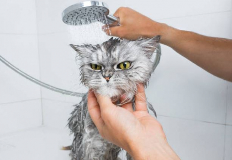 Onde Fazer Banho e Tosa para Gato Ana Pinto de Almeida - Banho e Tosa Perto de Mim