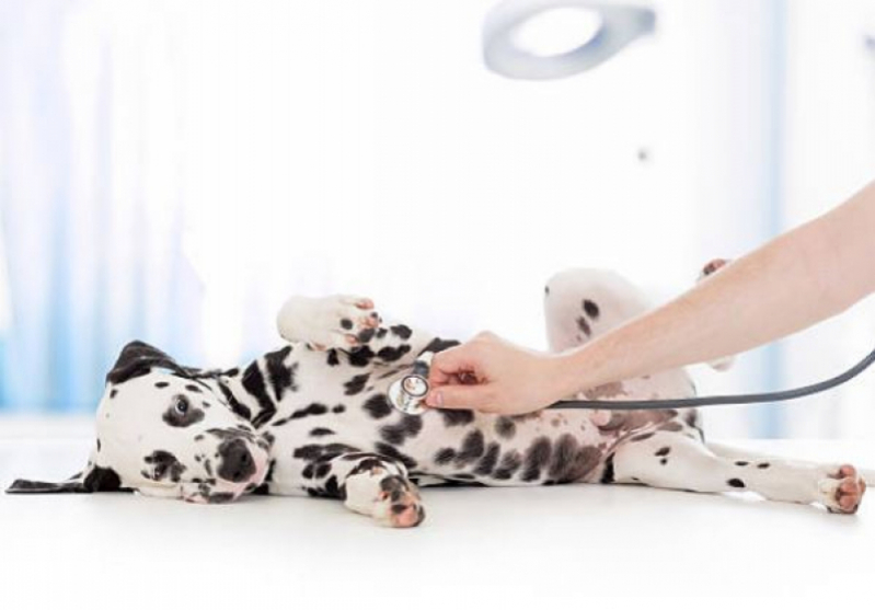 Onde Fazer Cirurgia Veterinária para Pequenos Animais Abolição - Cirurgia Ortopédica em Cachorro