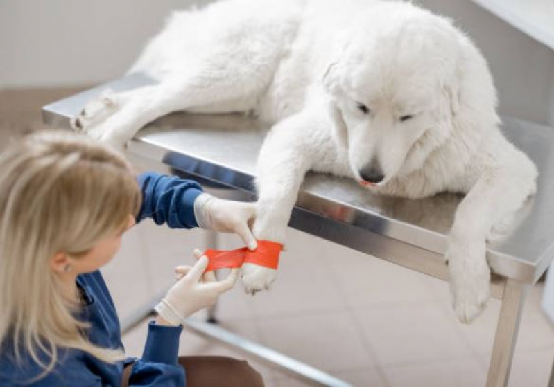 Onde Marcar Consulta para Animais São Geraldo - Consulta Veterinária Dermatológica para Cachorro