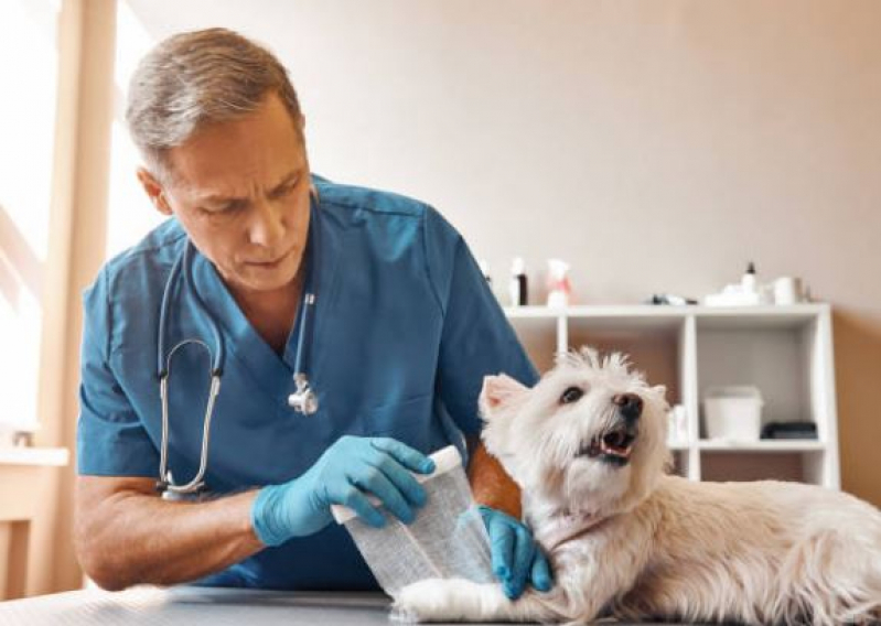 Onde Marcar Consulta Veterinária para Cachorro Loteamento Max Newmann - Consulta Veterinária de Gatos