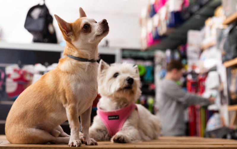 Telefone de Pet Shop Cães e Gatos Guilhermina Vieira Chaer - Pet Shop Perto de Mim