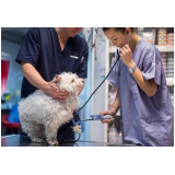 agendamento de exame de ultrassom para cachorro Andréa