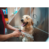 banho e tosa para cachorro Loteamento Mangabeiras
