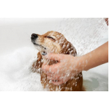 banho e tosa para cachorros Jardim das Primaveras
