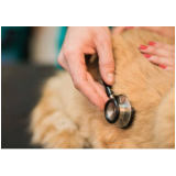 castração cachorro clínica Dom Beja