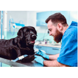 castração de cachorros de grande porte clínica Fertiza
