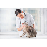 centro veterinário especializado em gatos contato Cohab Pão Açúcar