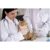 centro veterinário para gatos contato Jardim das Primaveras