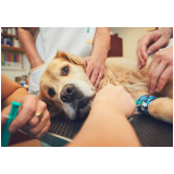 cirurgia castração cachorro Residencial Bocaina