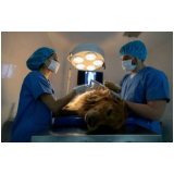 cirurgia de castração cachorro Mansões