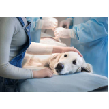 cirurgia de castração de cachorro agendar Estância
