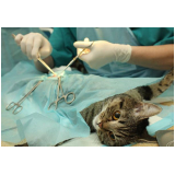 cirurgia de castração para gatos agendar Engenheiro Clóvis Freitas Leal