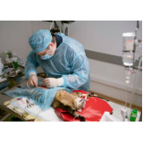 cirurgia oftalmológica para cachorro agendar Vila Rica