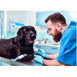 cirurgia para cães e gatos Arasol