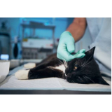 cirurgia para gatos Cincinato Ávila