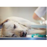 cirurgia ruptura ligamento cruzado cães marcar Guilhermina Vieira Chaer