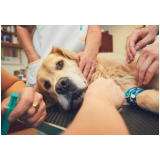 cirurgia ruptura ligamento cruzado cães Vila Fertiza
