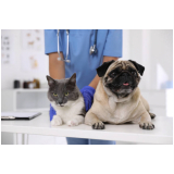 clínica com laboratório veterinário para cachorro Santa Mônica