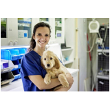 clínica especializada em internação cachorro Urciano Lopes