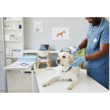 clínica especializada em internação para cachorro Novo Santo Antônio