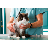clínica pet para gatos Jardim Residencial Bela Vista