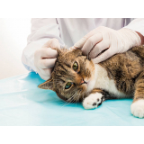 clínica que faz teste de fiv e felv em gatos Conjunto Habitacional Boa Vista