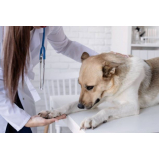 clínica veterinária de cães e gatos contato Parque das Flores