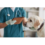 clínica veterinária de cães e gatos Distrito Industrial José Honorato Silva