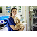 clínica veterinária para cachorro contato Cincinato Ávila