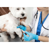 clínica veterinária para cachorros contato Loteamento Novo Pão de Açúcar