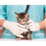 clínica veterinária para felinos contato Vila Lamartine
