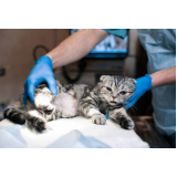 clínica veterinária para felinos endereço Rancho Orquídeas