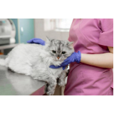 clínica veterinária para gato endereço Mangueira I