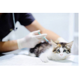 clínica veterinária para gato João Bosco Teixeira
