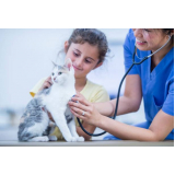 Consulta Veterinária de Gatos