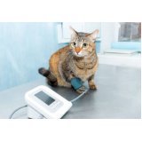 consulta veterinária de gatos marcar Leda Barcelos