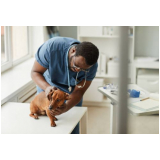 consulta veterinária para animais de estimação marcar Mansões