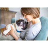 consulta veterinária para cachorro Silvéria