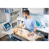 contato de clínica veterinária animal Cicinato de Ávila