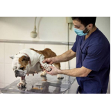 contato de clínica veterinária para animais Parque Rodrigo Barreto