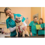 endereço de centro veterinário especializado em cachorros Parque das Mangabeiras